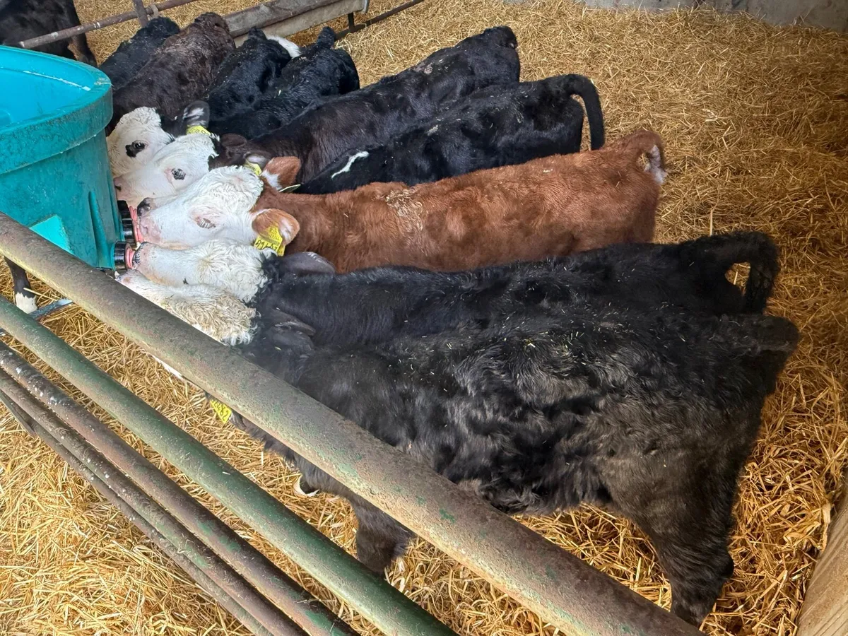 10 Strong Hereford Bull Calves - Image 3
