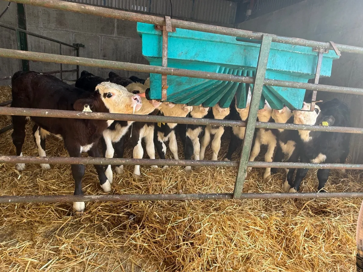 10 Strong Hereford Bull Calves - Image 1