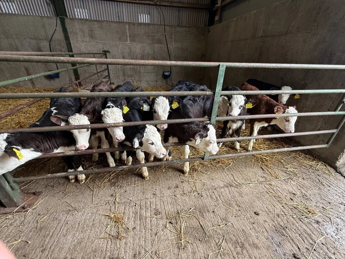 10 Strong Hereford Bull Calves - Image 2