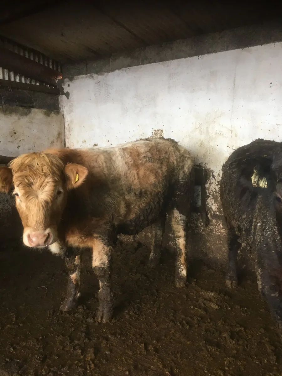 Castlerea Mart tomorrow - Image 2