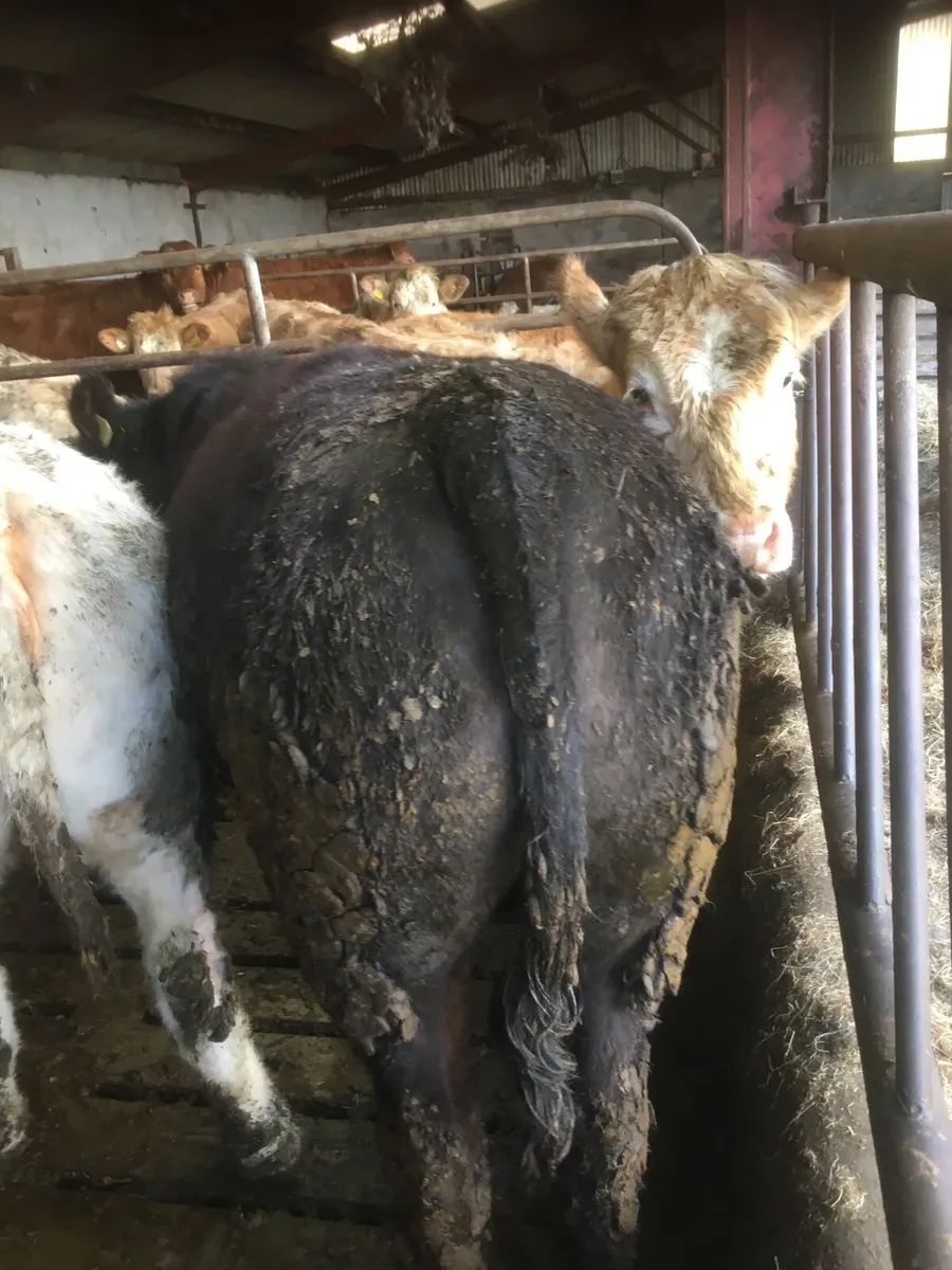 Castlerea Mart tomorrow - Image 3