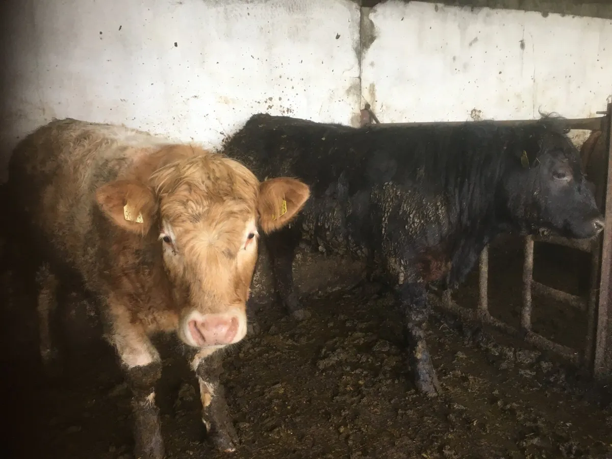 Castlerea Mart tomorrow - Image 1