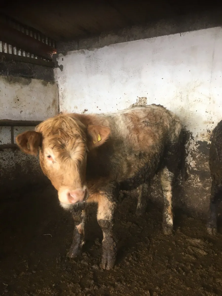 Castlerea Mart tomorrow - Image 4