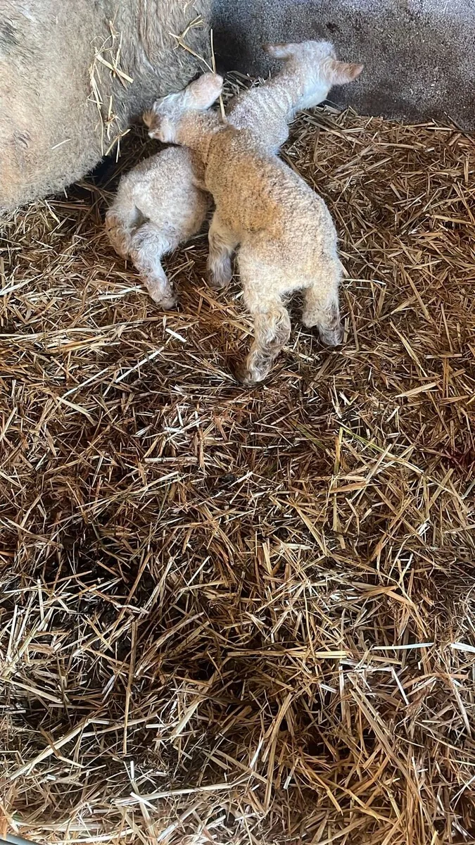 Pet lambs - Image 1