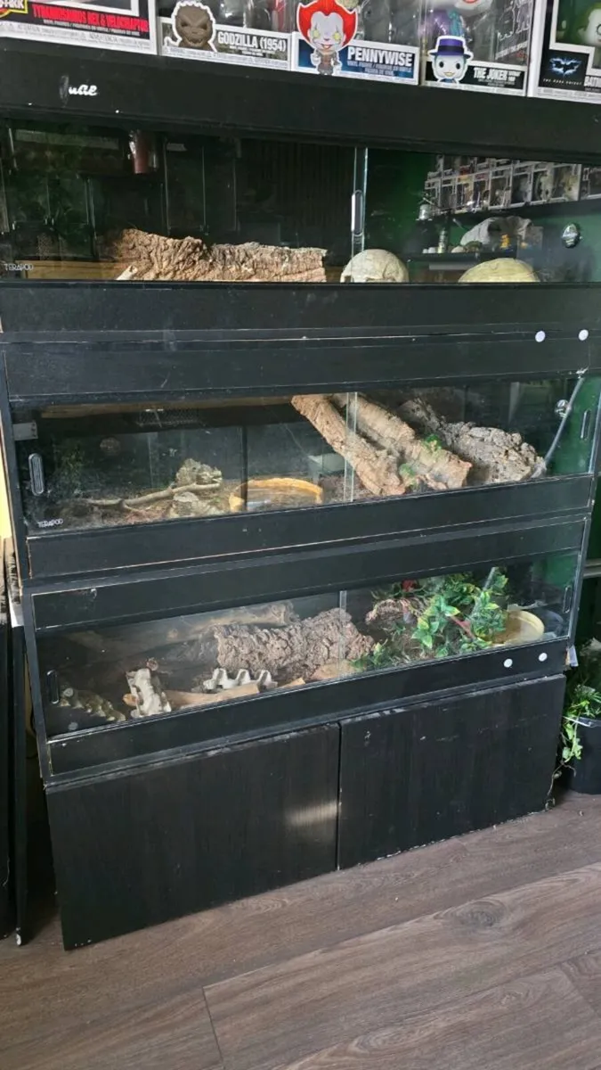 Reptile terrarium - Image 1