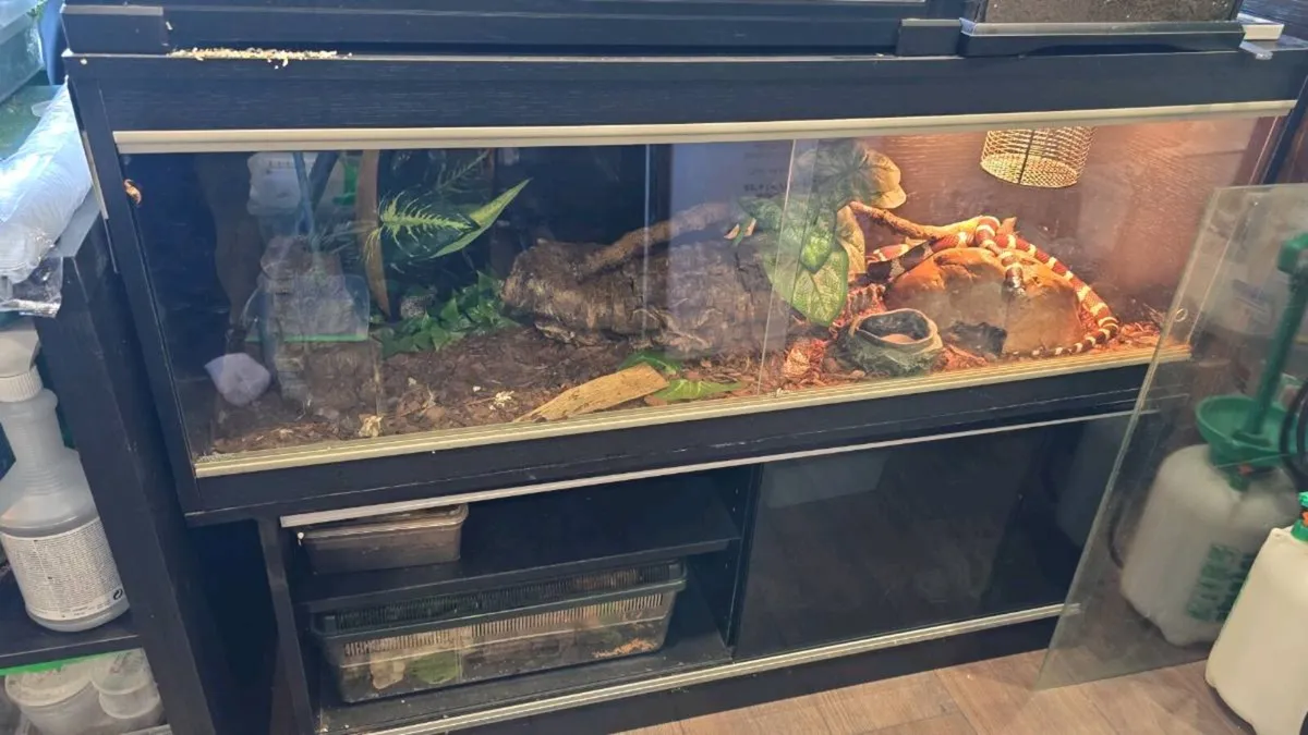 Reptile terrarium - Image 2