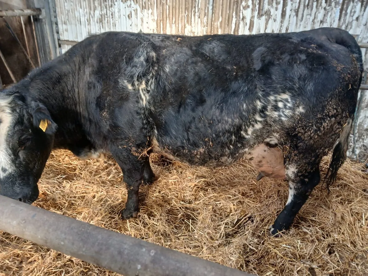 Cow - 4 Star - Image 2