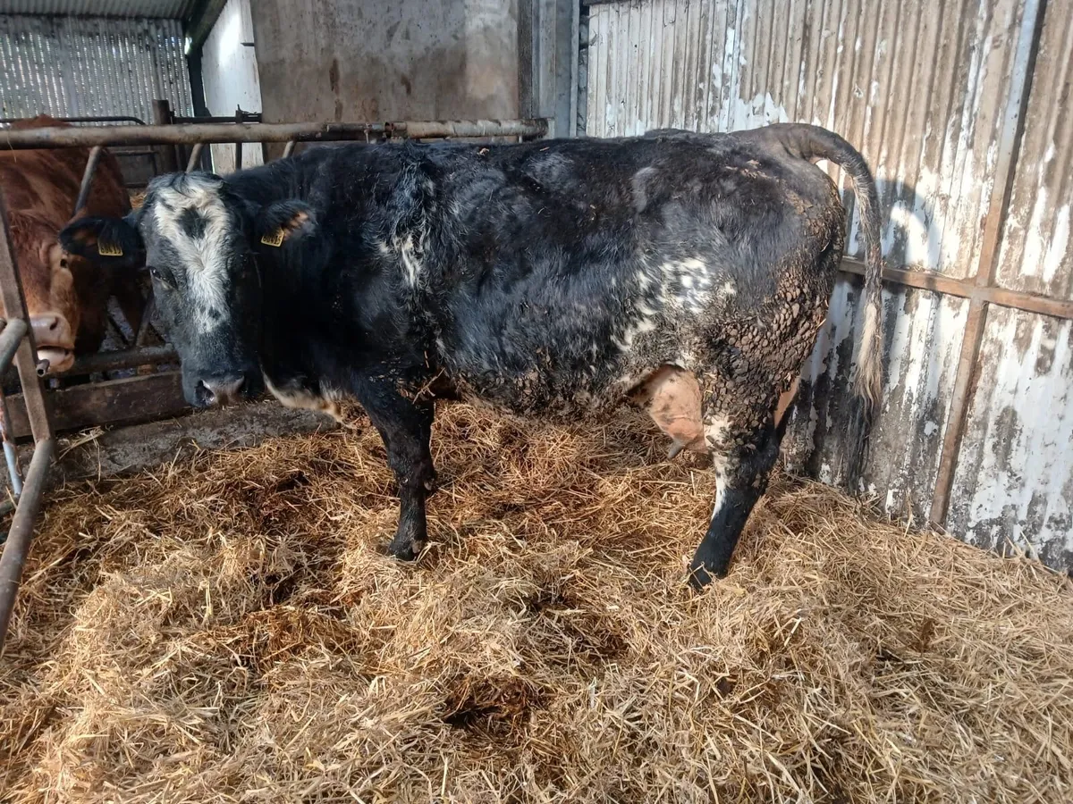 Cow - 4 Star - Image 1