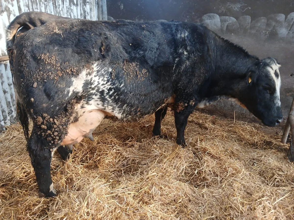 Cow - 4 Star - Image 3