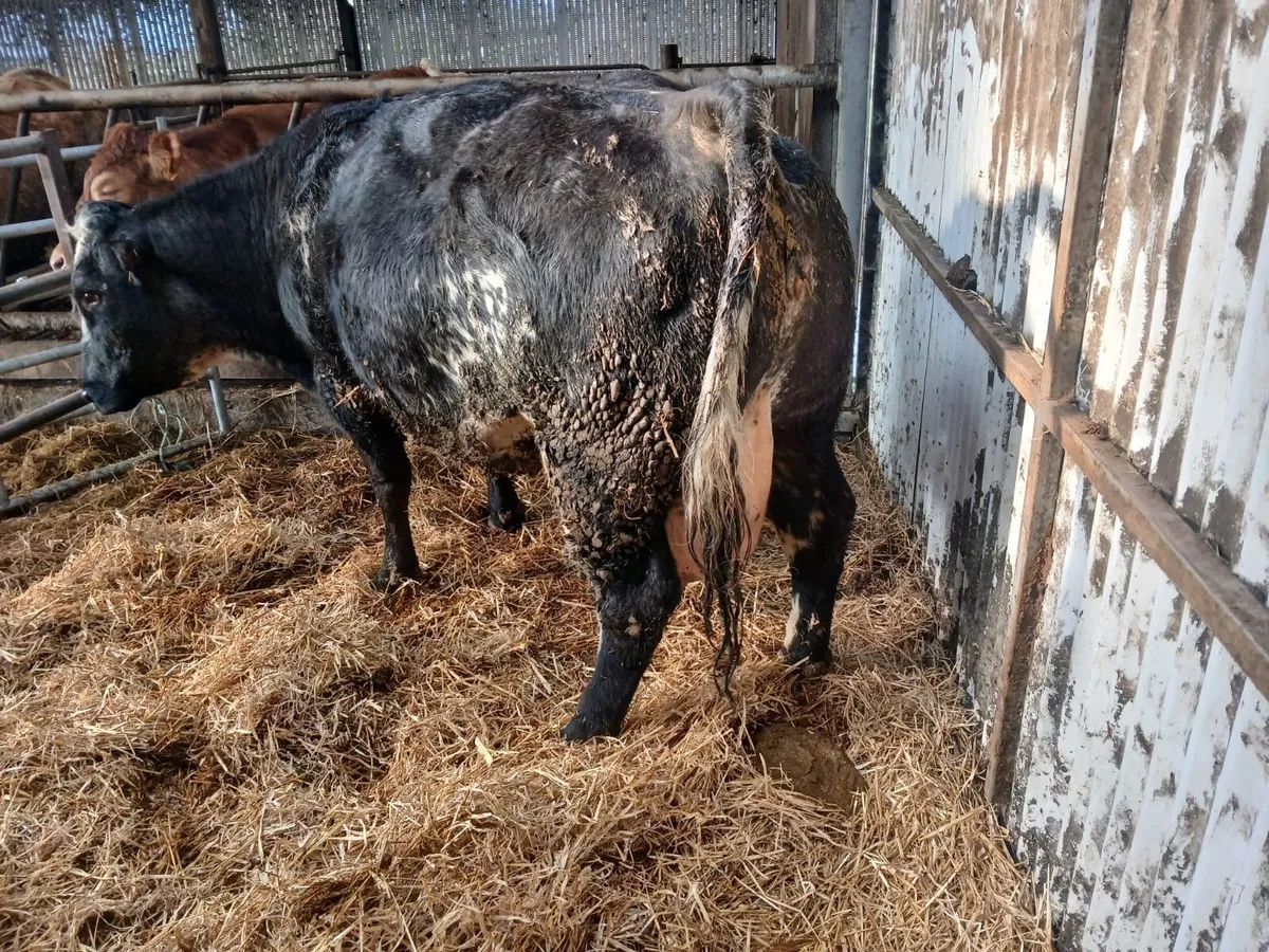 Cow - 4 Star - Image 4