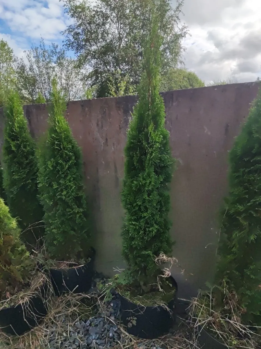 Cherry Laurel Hedge 3ft in 3 litre pot just 5 euro - Image 3