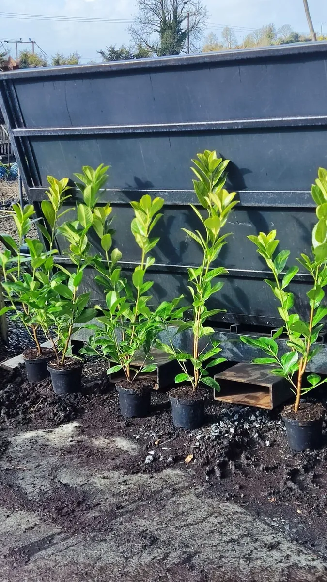Cherry Laurel Hedge 3ft in 3 litre pot just 5 euro - Image 2