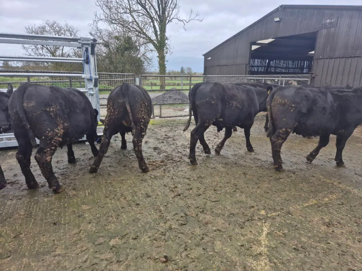 Angus Weanlings Heifers & Bullocks - Image 2