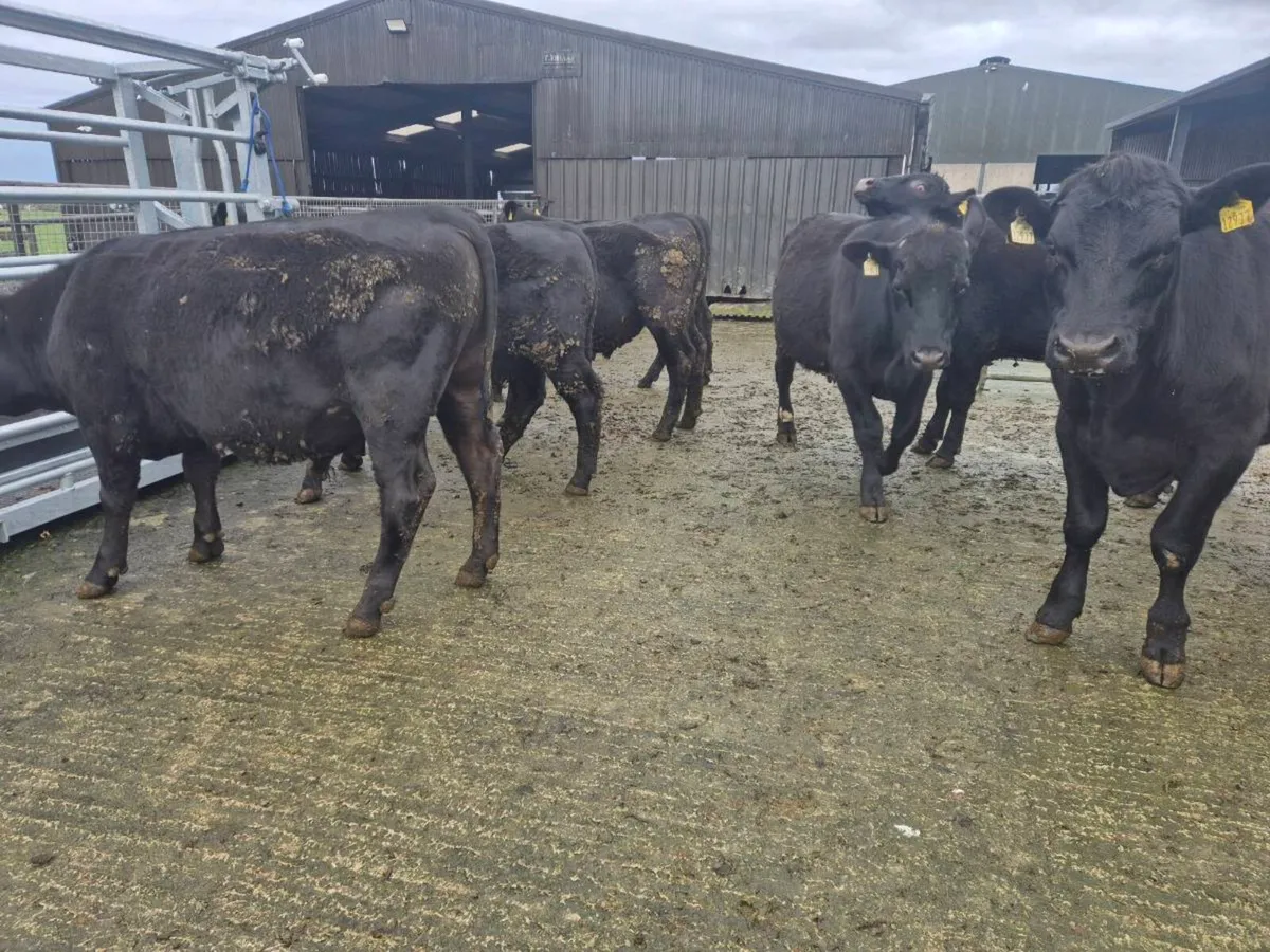 Angus Weanlings Heifers & Bullocks - Image 3