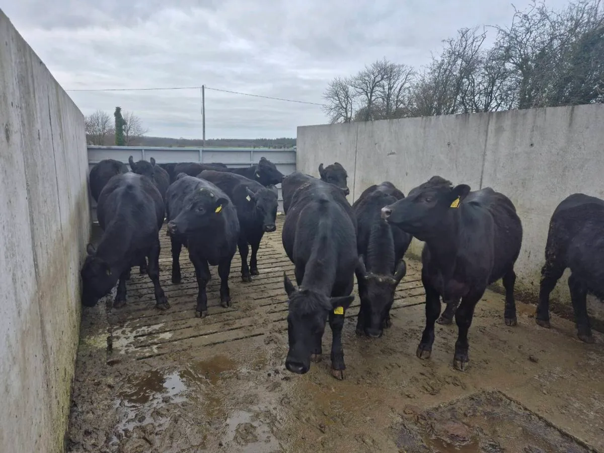 Angus Weanlings Heifers & Bullocks - Image 4