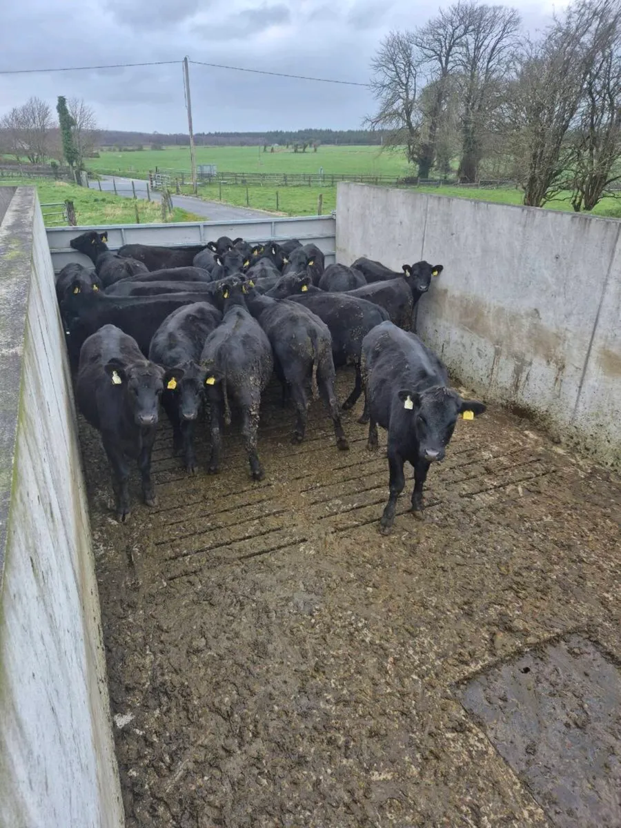 Angus Weanlings Heifers & Bullocks - Image 1