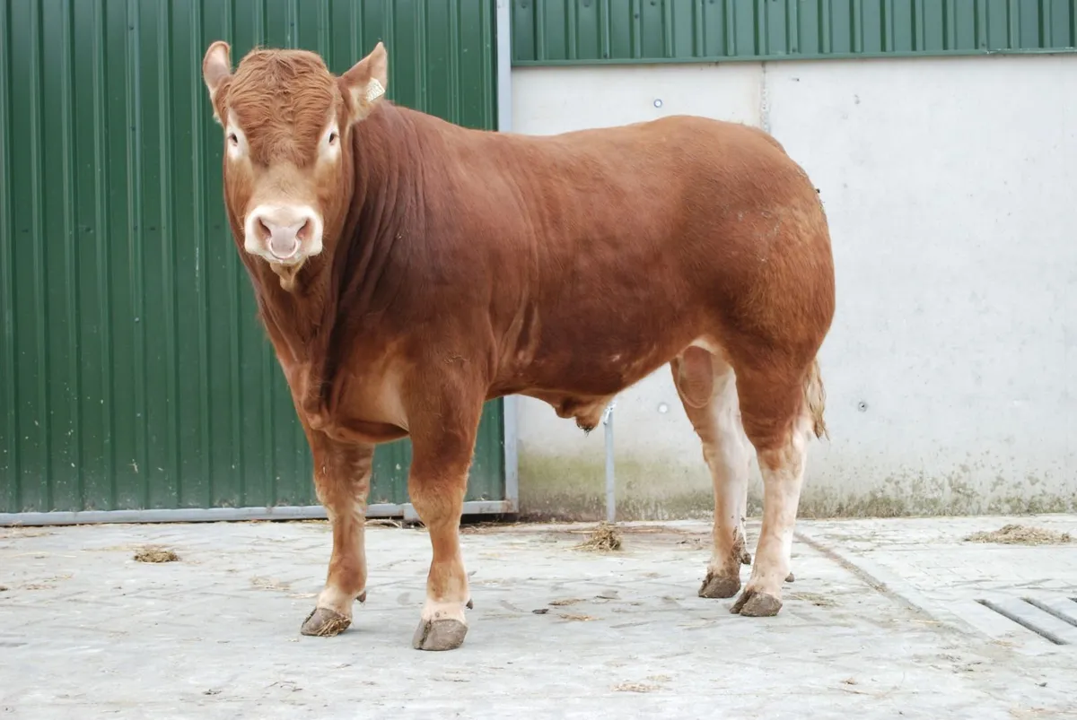 A selection of 5 star purebred Limousin Bulls - Image 2