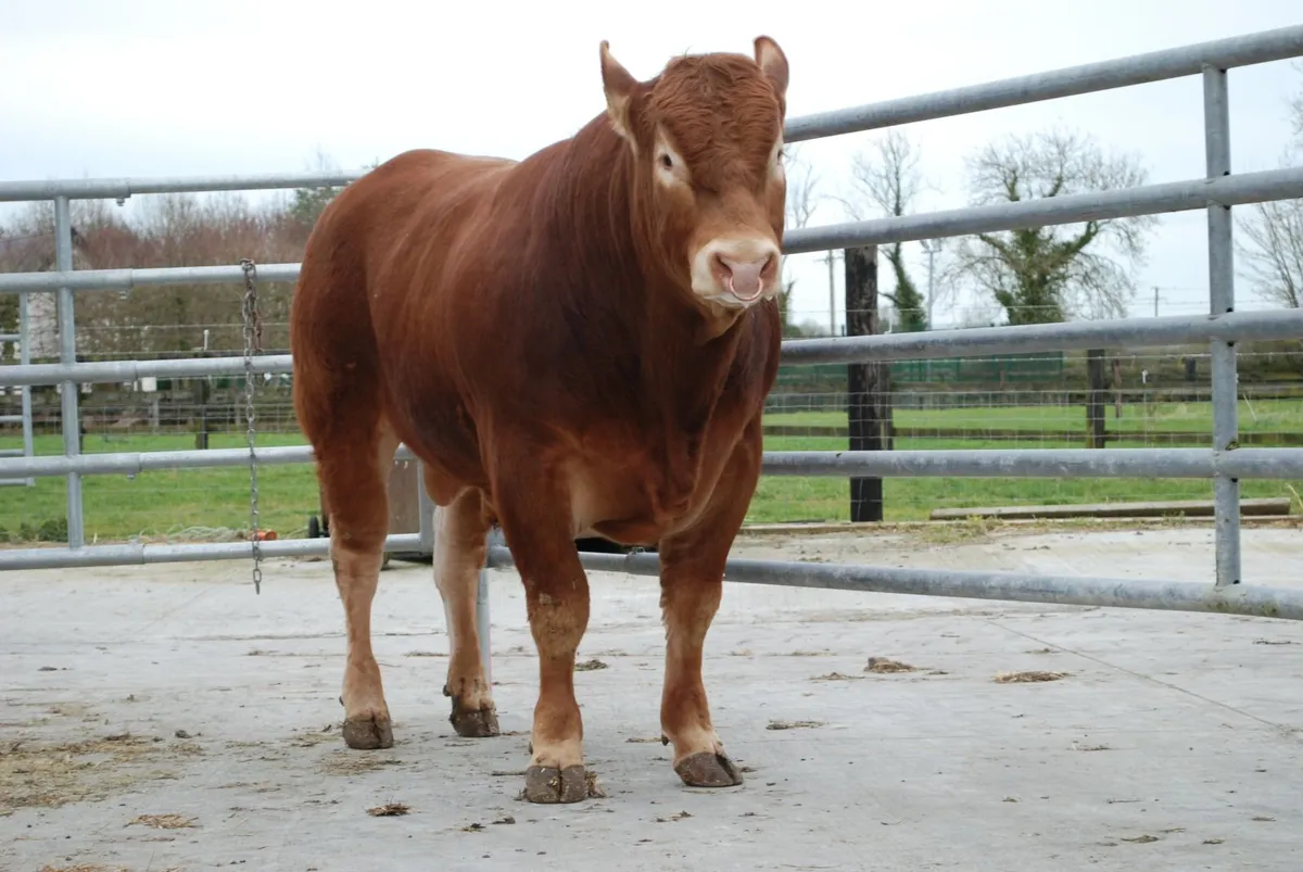 A selection of 5 star purebred Limousin Bulls - Image 3