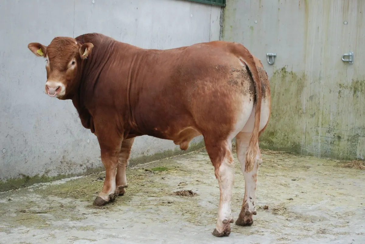 A selection of 5 star purebred Limousin Bulls - Image 4