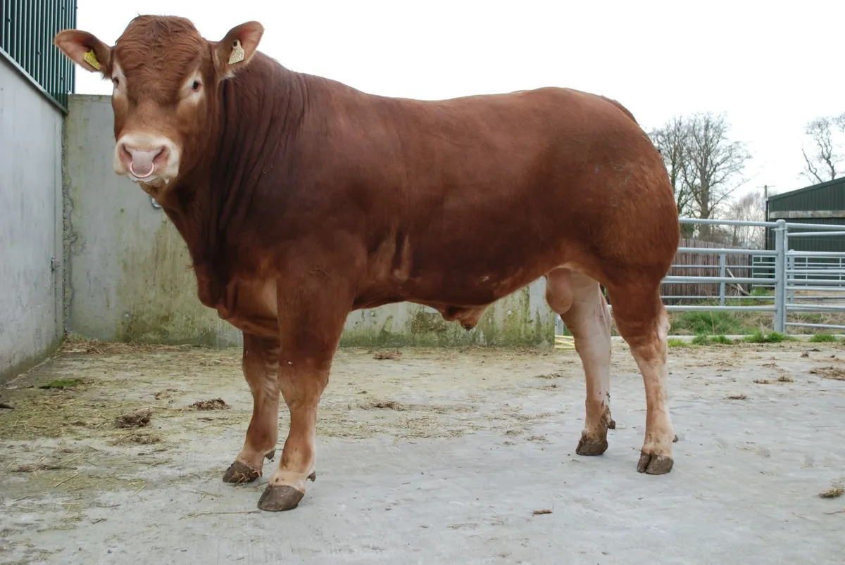 A selection of 5 star purebred Limousin Bulls - Image 1
