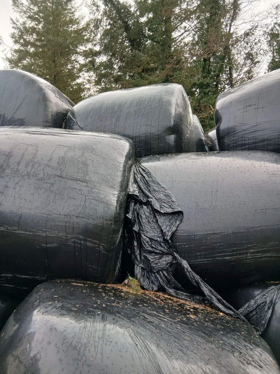 Round Bales of Hay and Round Bales of Silage - Image 1