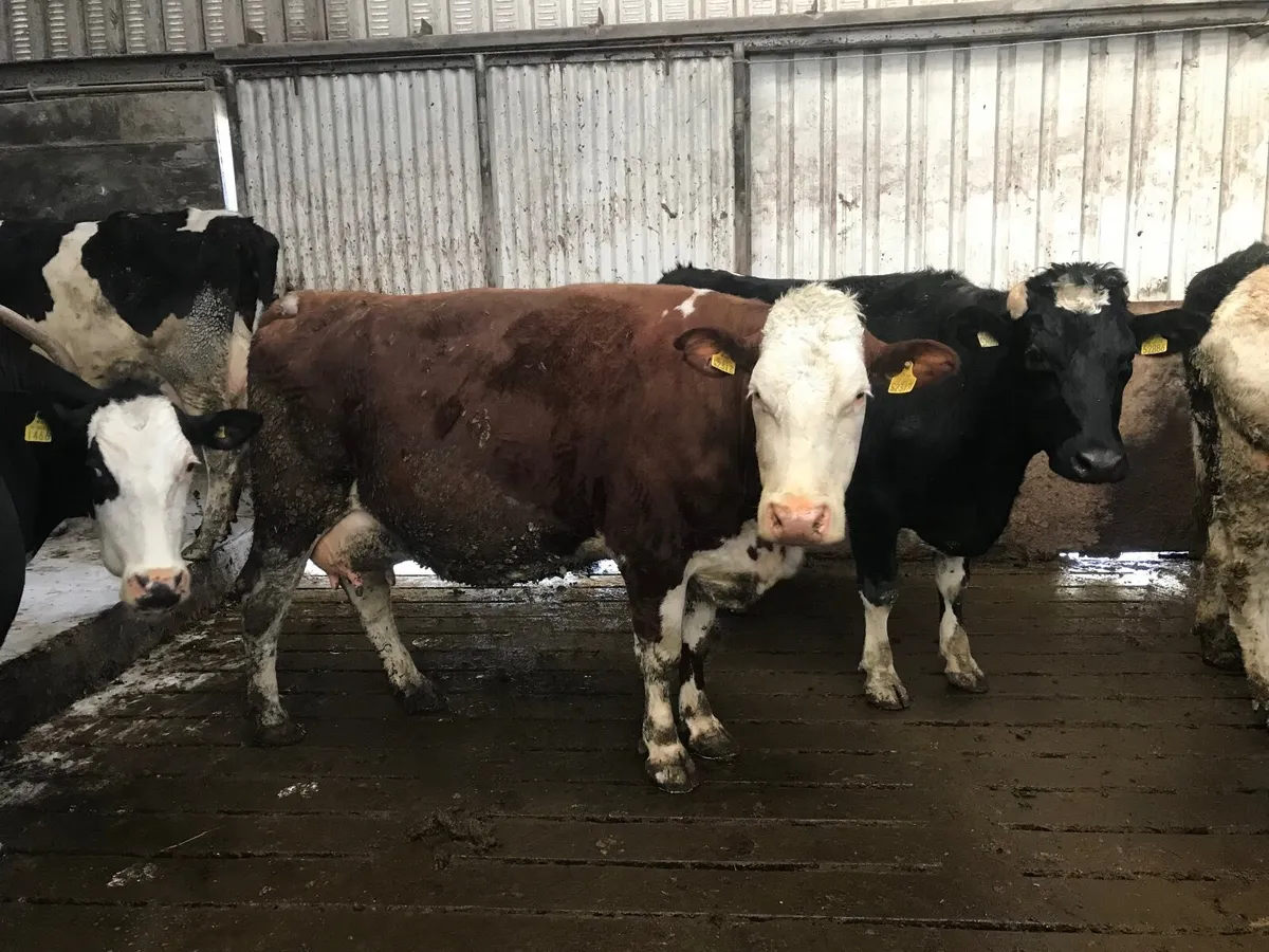 Suckler cow - Image 1