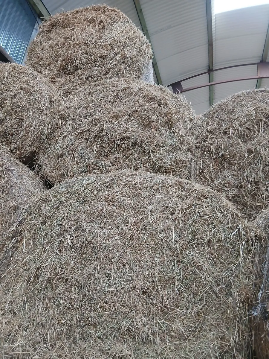 Round Bales of Hay and Round Bales of Silage - Image 2