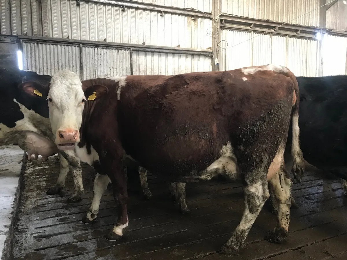 Suckler cow - Image 4