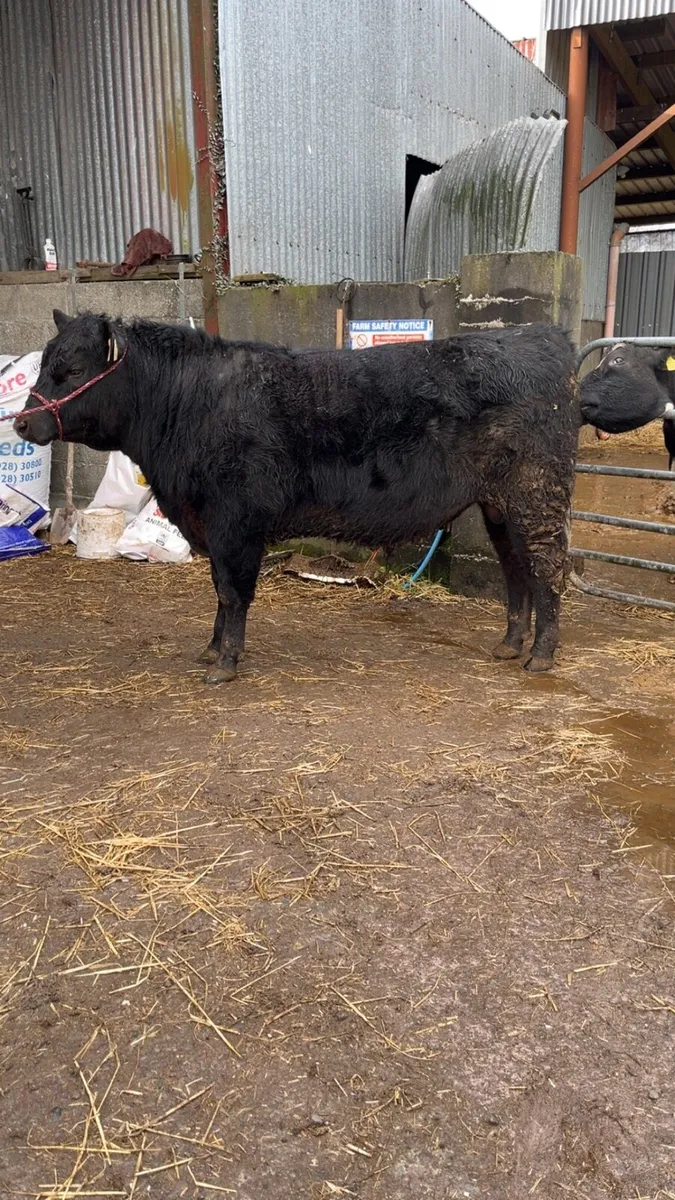 Pedigree Angus Bull - Image 1