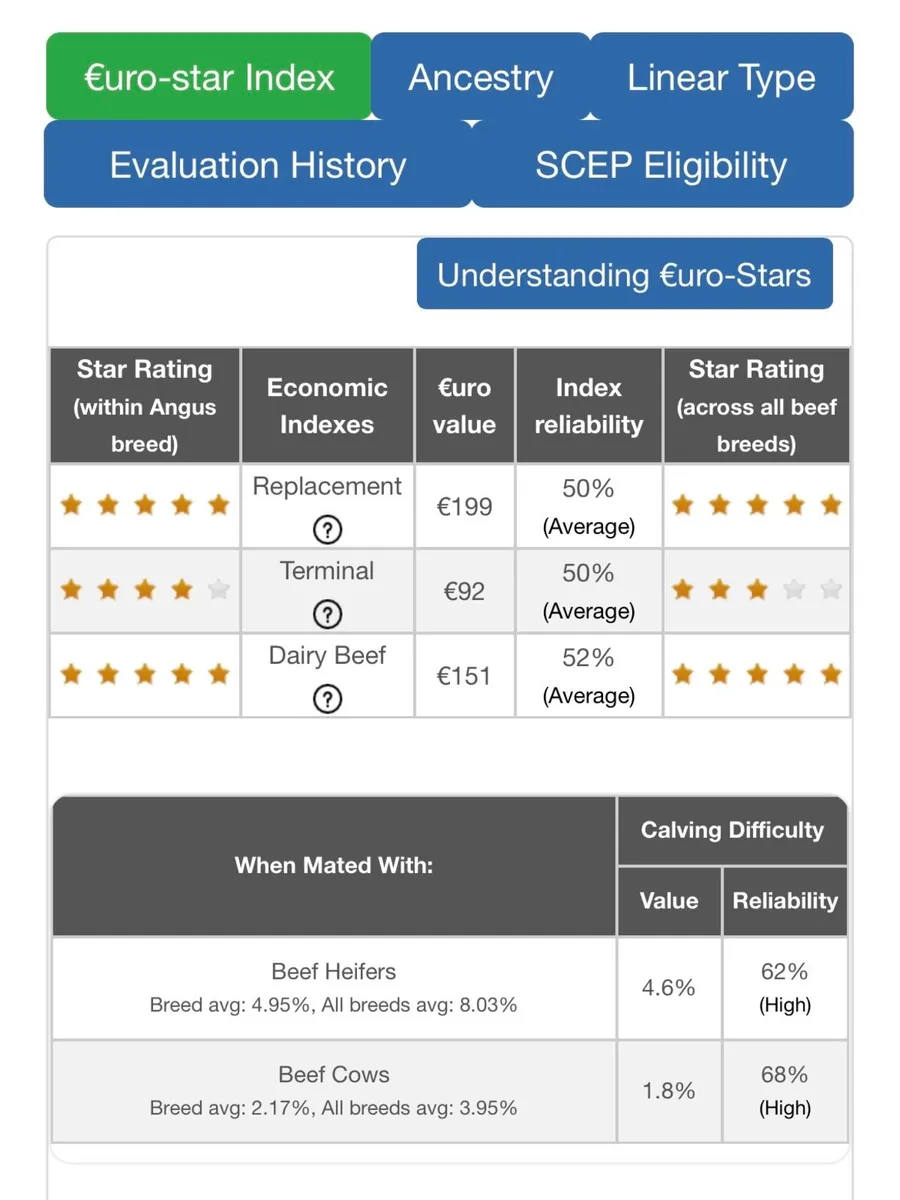 Pedigree Angus Bull - Image 2