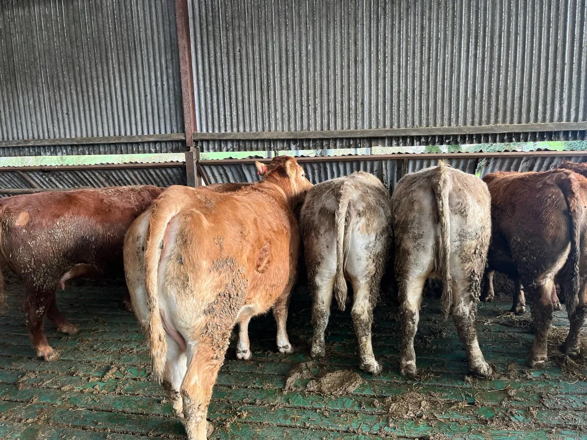 Incalf heifers - Image 2