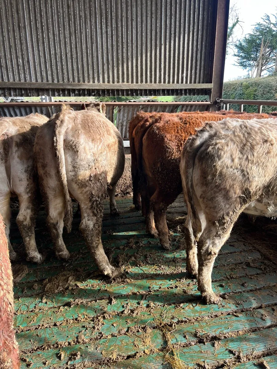 Incalf heifers - Image 4