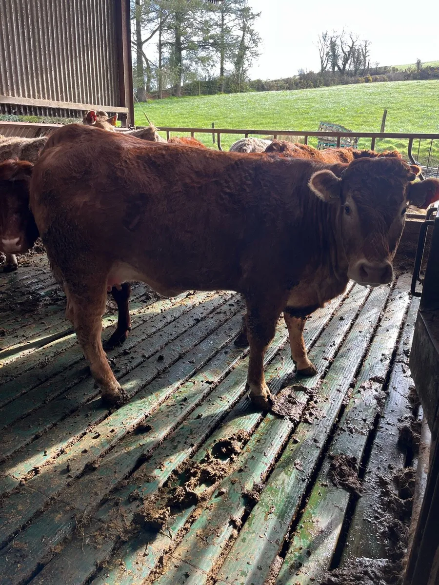 Incalf heifers - Image 1