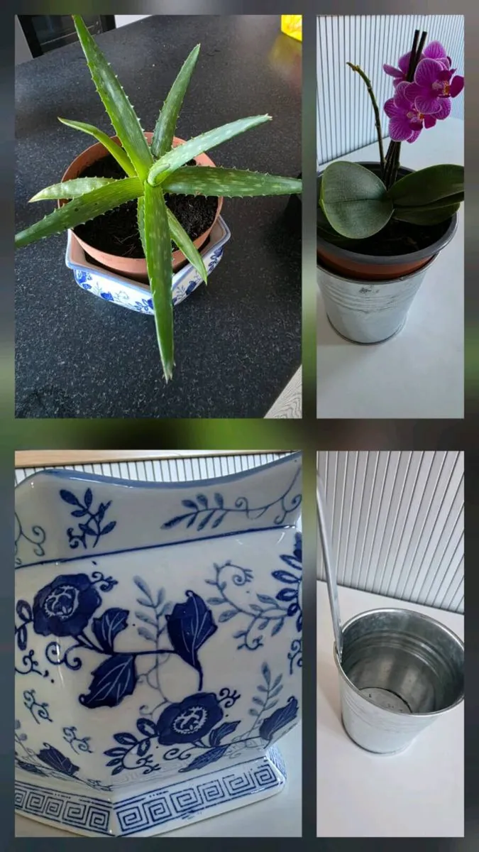 Orchid and Aloe vera - Image 1