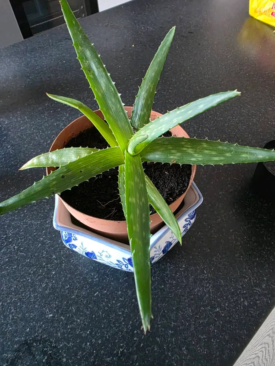 Orchid and Aloe vera - Image 2