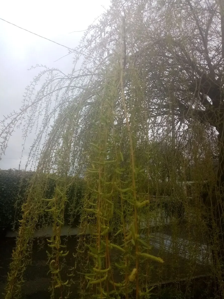 Garden tree's and plants - Image 2