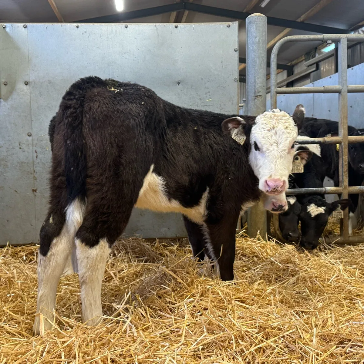 Hereford Heifers - Image 1