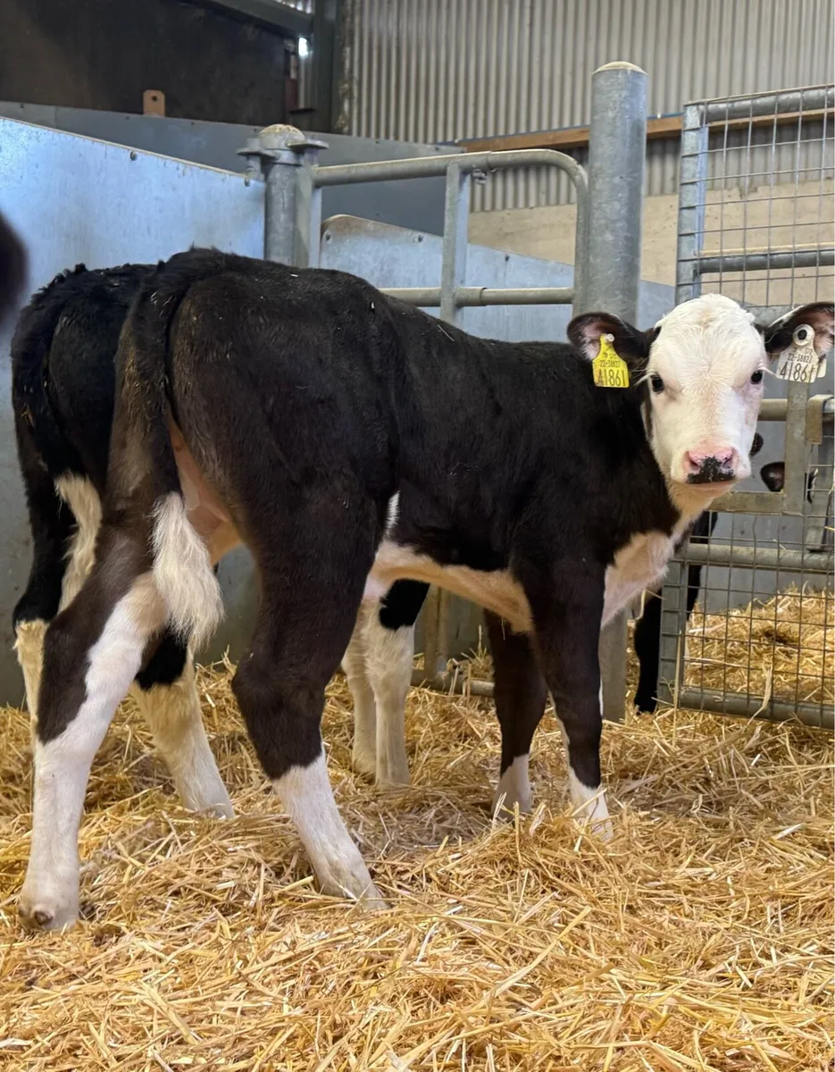 Hereford Heifers - Image 2