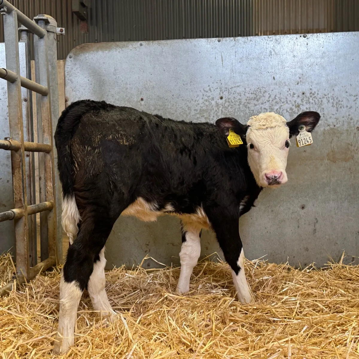 Hereford Heifers - Image 3