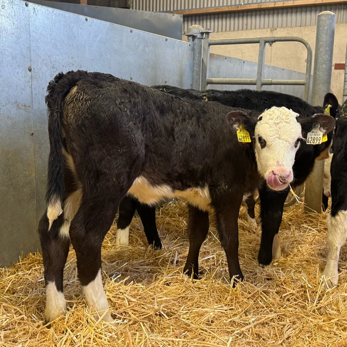 Hereford Heifers - Image 4