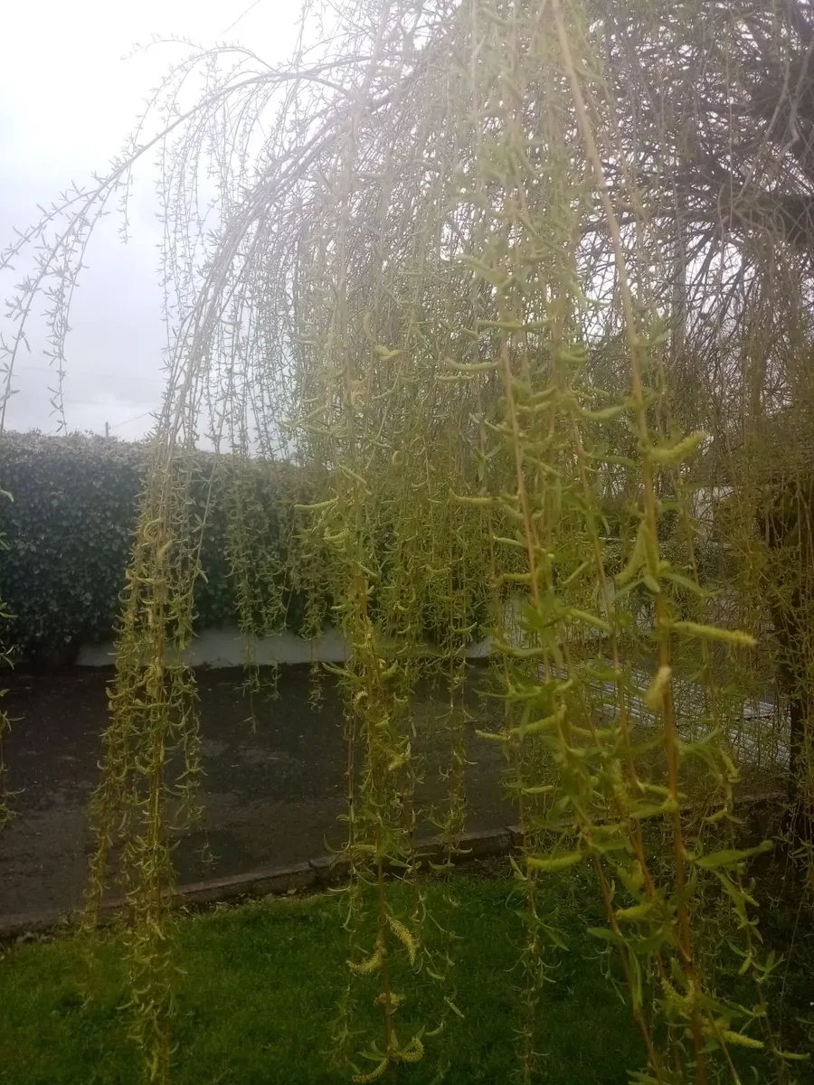 Garden tree's and plants - Image 1