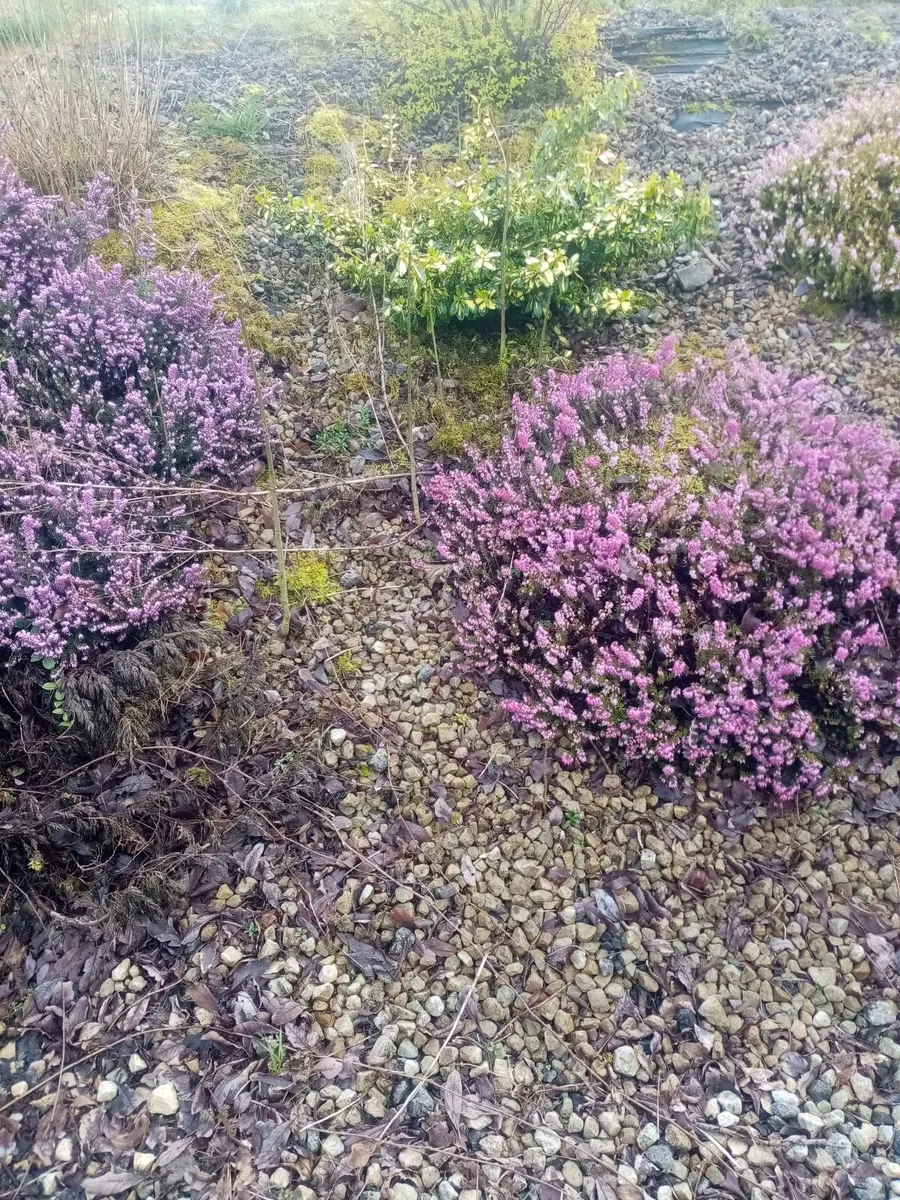 Garden tree's and plants - Image 3