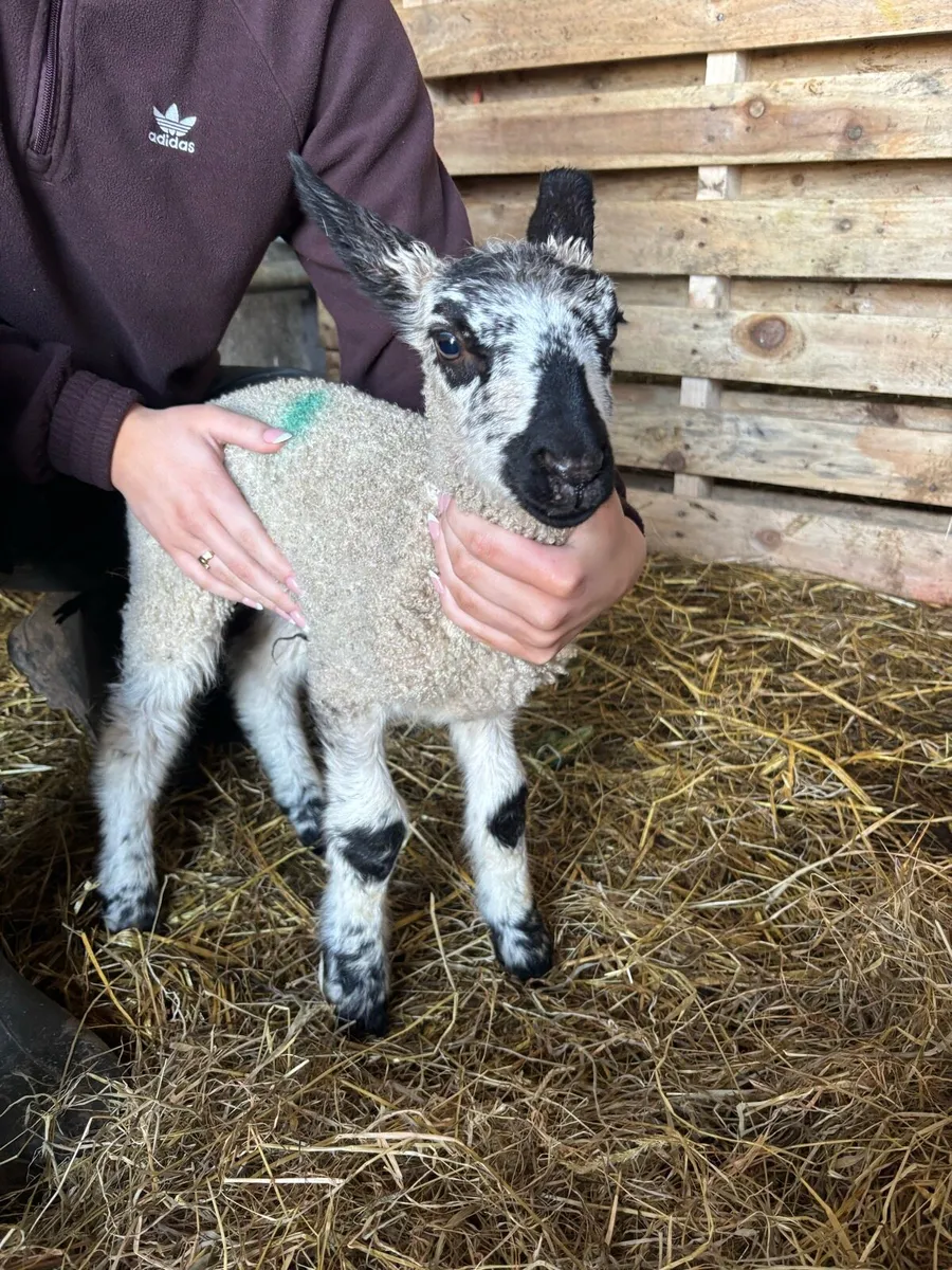 Pet Lambs - Image 3