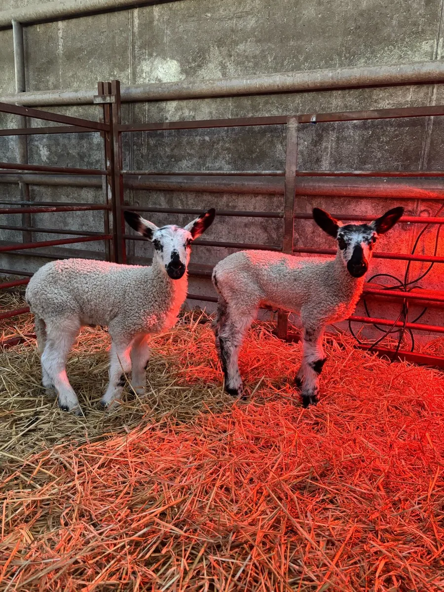 Pet Lambs - Image 1