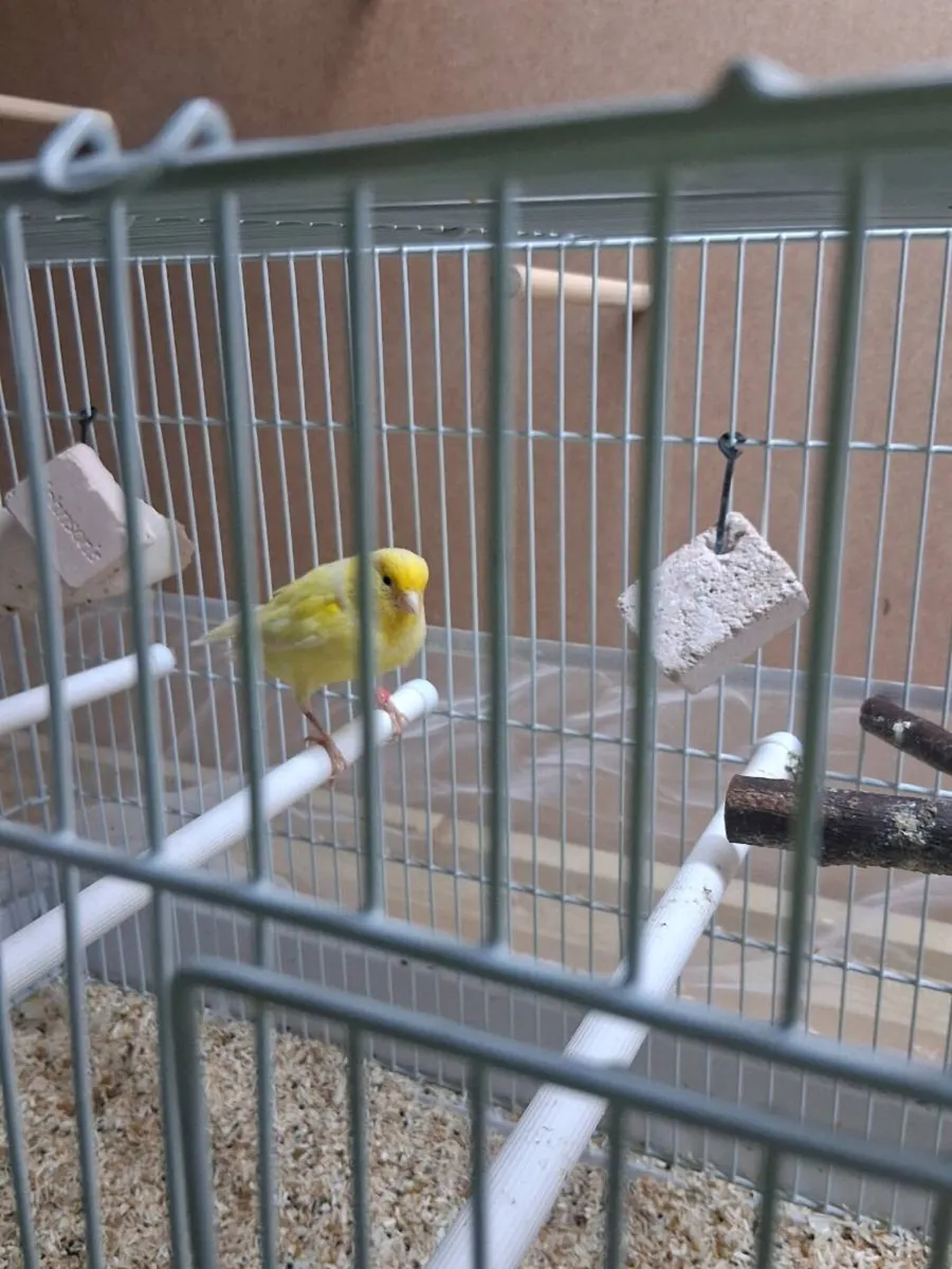 Canaries - Image 3