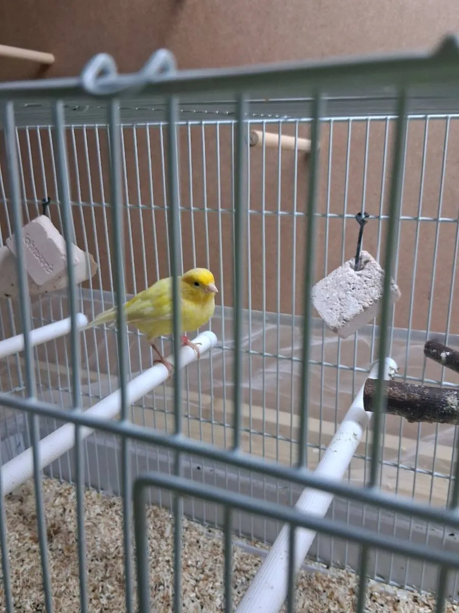 Canaries - Image 4