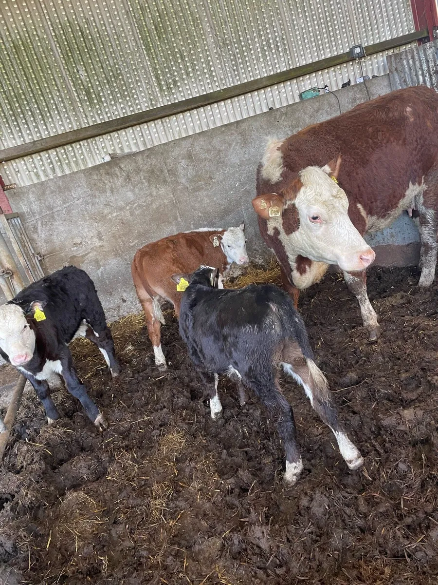 Heifers  and calves - Image 1