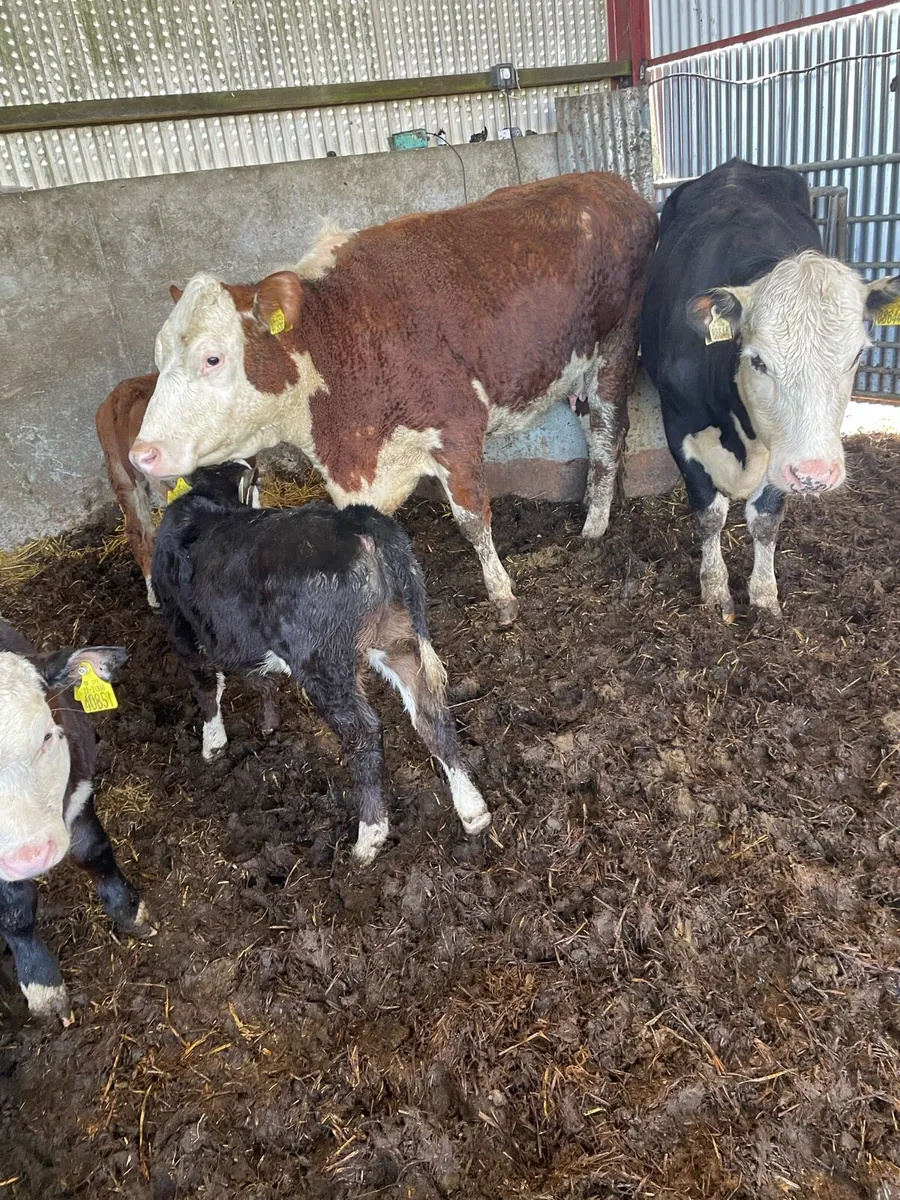 Heifers  and calves - Image 2