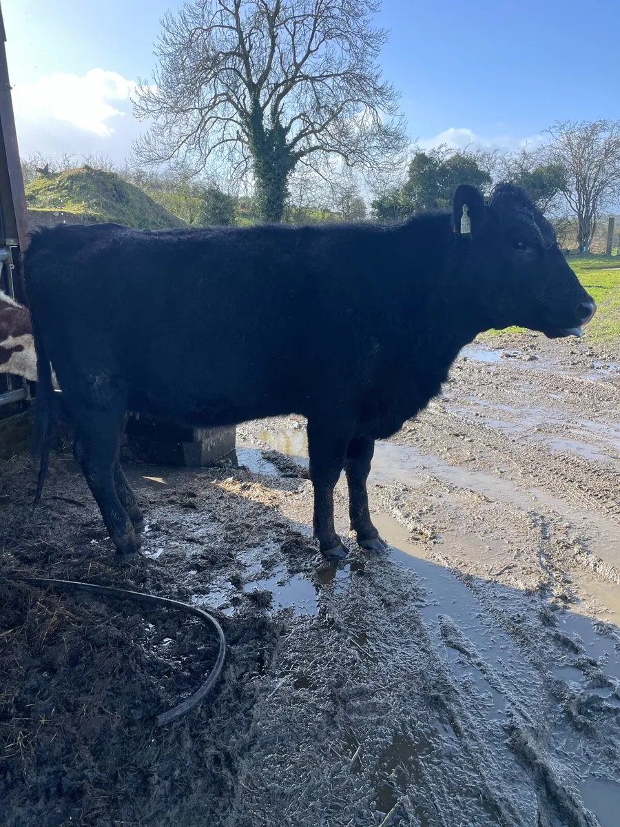 Heifers  and calves - Image 4