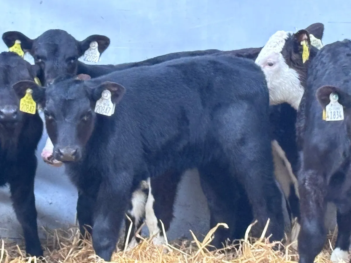 9 top quality Angus & Hereford calves for sale - Image 3